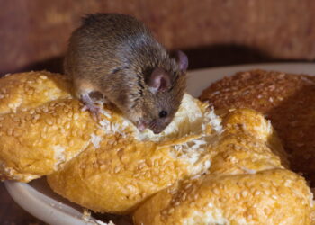 Manter a cozinha livre de pragas é mais fácil quando você faz isso no dia a dia