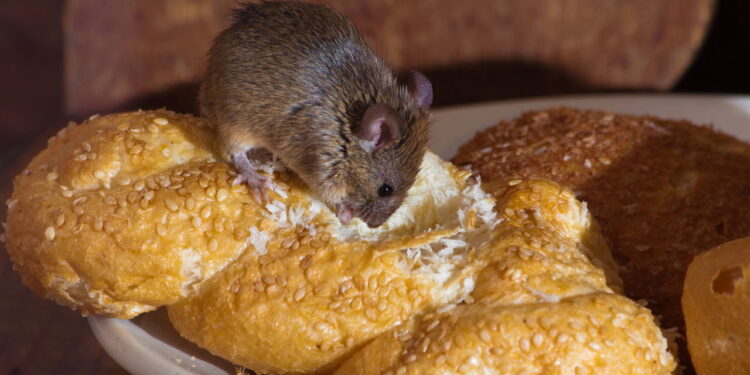 Método caseiro usada como alternativa no controle contra ratos combina alimento em pó e material endurecedor