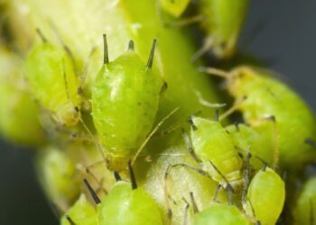 Como eliminar pulgões e mantê-los distantes do seu jardim