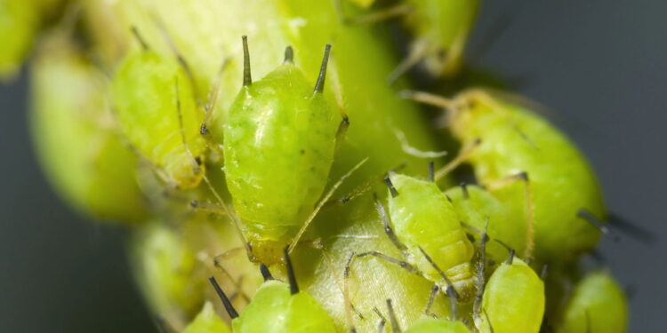 Como eliminar pulgões e mantê-los distantes do seu jardim