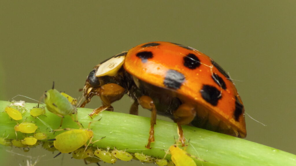 Como eliminar pulgões e mantê-los distantes do seu jardim