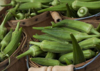 Planta nutritiva também é muito atrativa pela rapidez no cultivo!