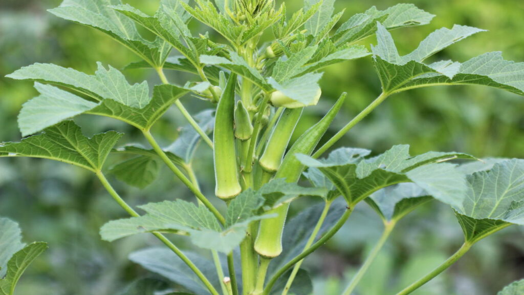 Planta nutritiva também é muito atrativa pela rapidez no cultivo!