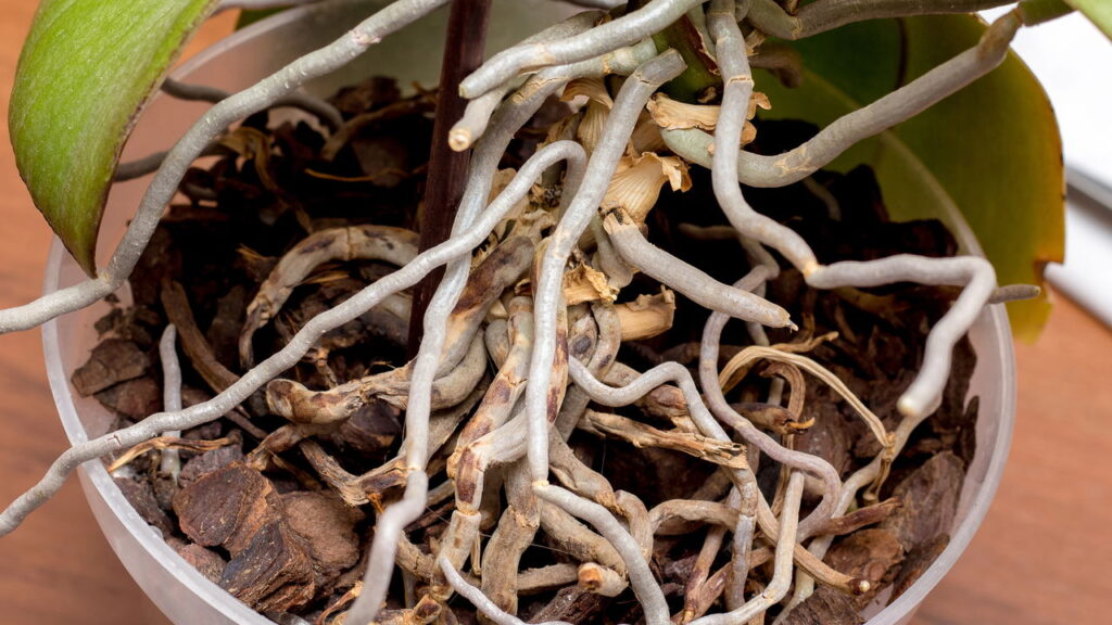 Por que algumas raízes sempre escapam do vaso e o que isso significa?