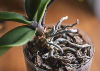 Por que algumas raízes sempre escapam do vaso e o que isso significa?