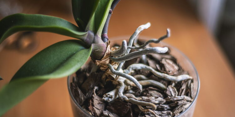 Por que algumas raízes sempre escapam do vaso e o que isso significa?