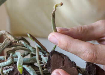 Passo a passo para reviver a orquídea e fazê-la florescer novamente