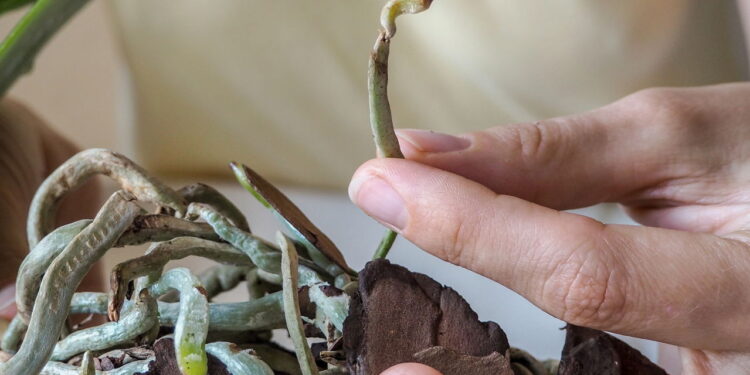 Passo a passo para reviver a orquídea e fazê-la florescer novamente