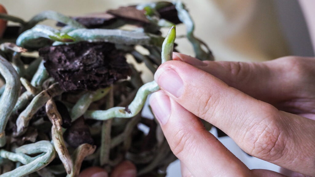 Passo a passo para reviver a orquídea e fazê-la florescer novamente