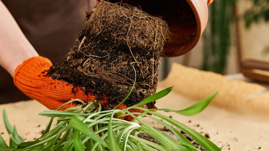 Os sinais mais claros de que sua planta precisa de fertilizante