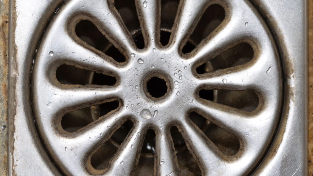 Insetos no ralo são comuns e essas dicas simples resolvem o problema