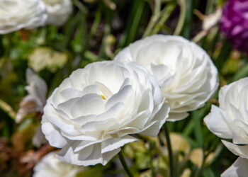 Flor famosa pela linda estética é muito amada pelo rápido cultivo em casa!