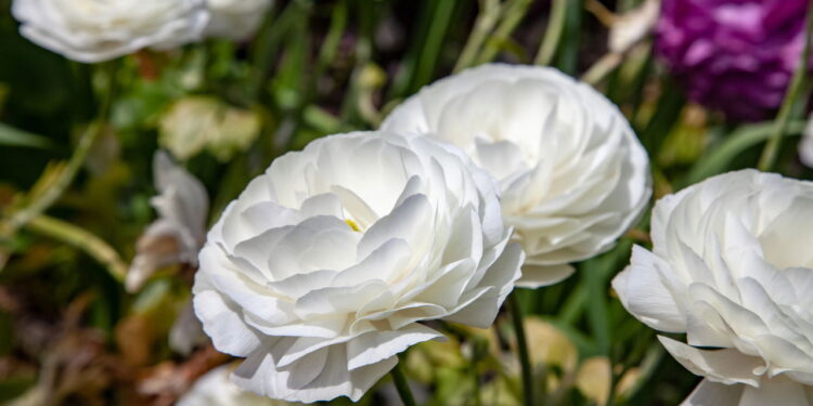 Flor famosa pela linda estética é muito amada pelo rápido cultivo em casa!