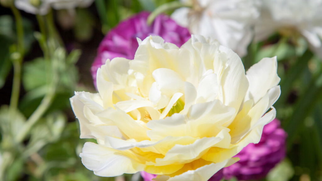 Flor famosa pela linda estética é muito amada pelo rápido cultivo em casa!