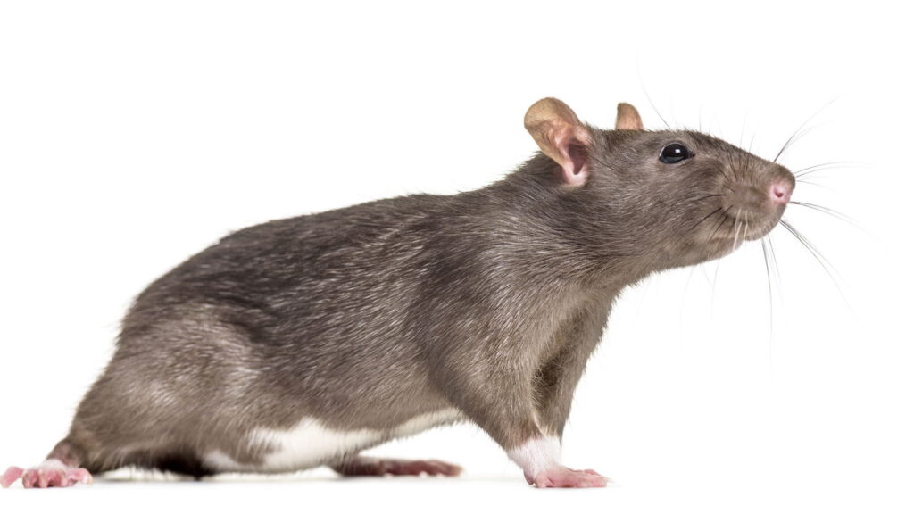 Como se livrar das ratazanas na sua cozinha