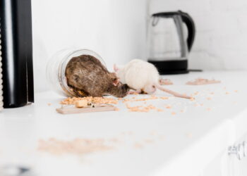 O truque simples para acabar com os ratos na sua despensa sem venenos