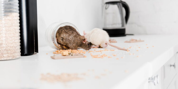 O truque simples para acabar com os ratos na sua despensa sem venenos