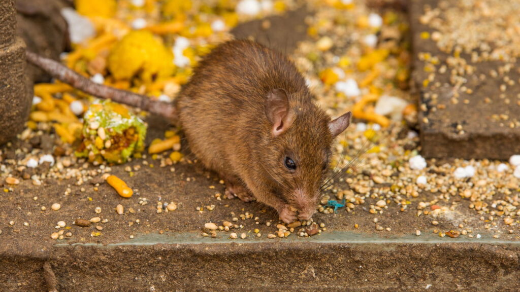 O truque simples para acabar com os ratos na sua despensa sem venenos