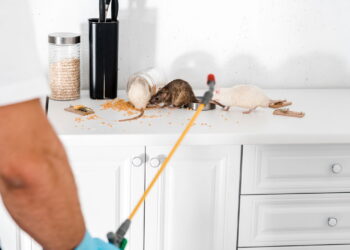 Esse objeto esquecido pode estar atraindo ratos para sua cozinha