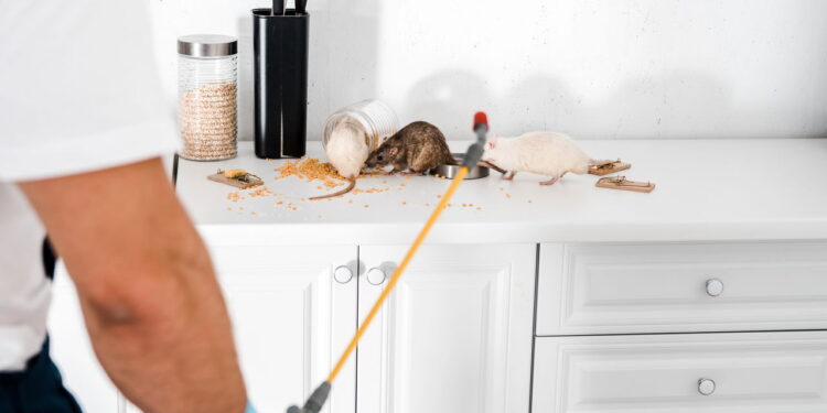 Esse objeto esquecido pode estar atraindo ratos para sua cozinha