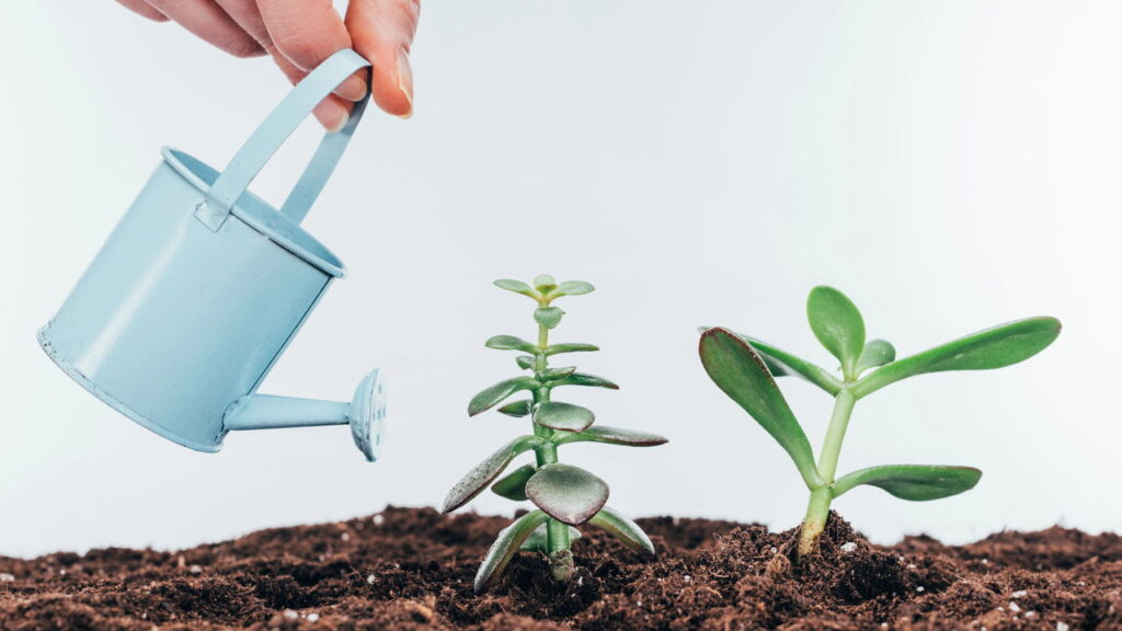 O horário ideal para regar que pode salvar suas plantas