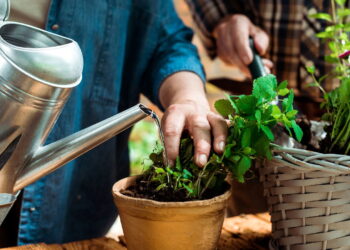 É dessa forma que sabemos se a planta está morrendo por excesso ou falta de água