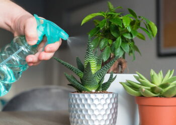 Erro comum na rega de plantas pode estar prejudicando seu jardim