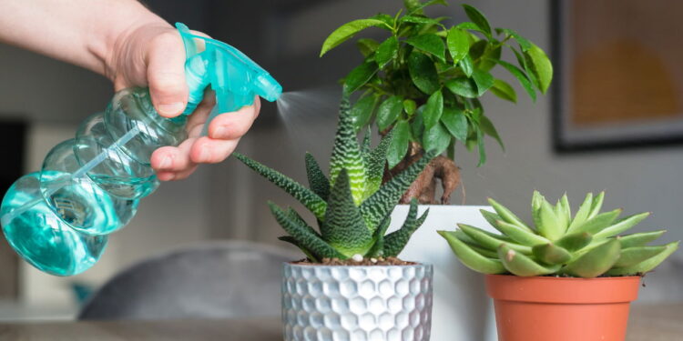 Erro comum na rega de plantas pode estar prejudicando seu jardim