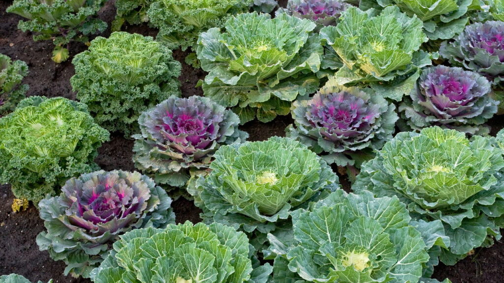 Aprenda a como ter um dos alimentos mais versáteis a todo momento em sua casa!