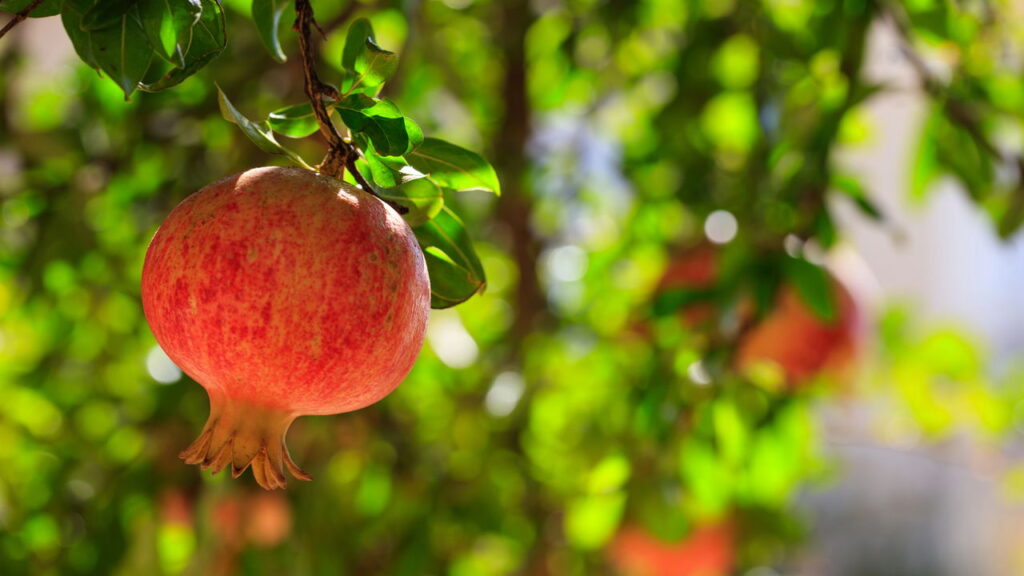 Fruta com sabor único e benefícios surpreendentes é ótima para cultivar em casa