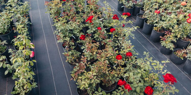 Uma das flores mais famosas e lindas permite que você cultive sem dificuldade!