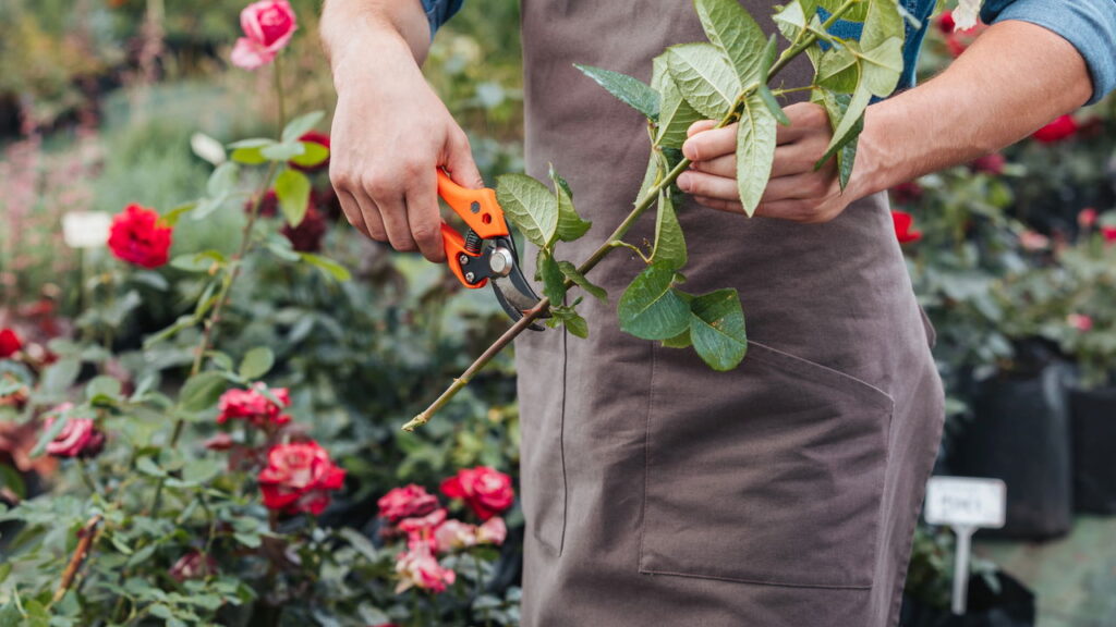 Começe a fertilizar suas rosas do jeito certo