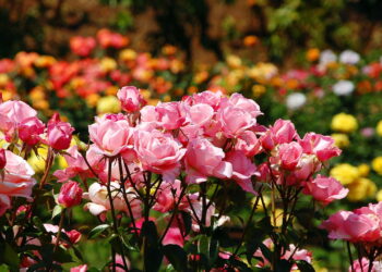 Antes de comprar: Os 3 sinais que uma roseira saudável dá na floricultura