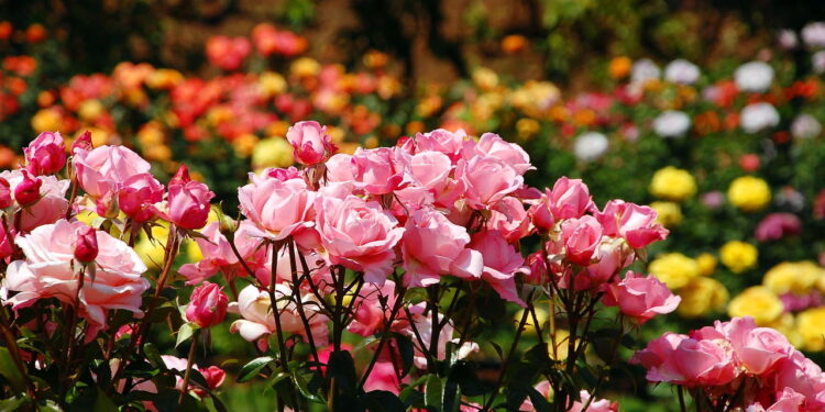 Antes de comprar: Os 3 sinais que uma roseira saudável dá na floricultura