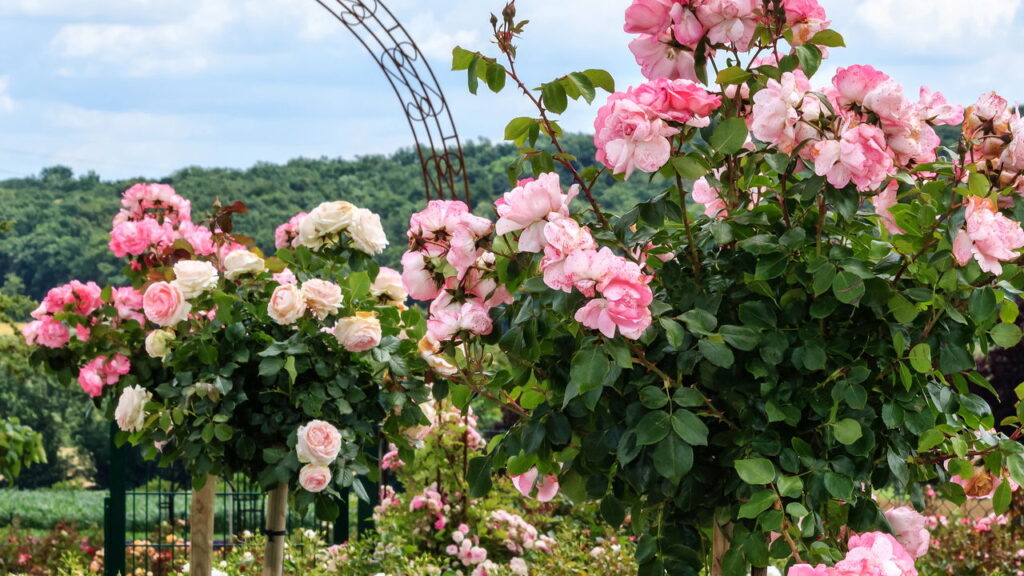 Antes de comprar: Os 3 sinais que uma roseira saudável dá na floricultura