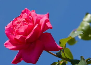 Como fazer mudas de roseiras e ter flores elegantes