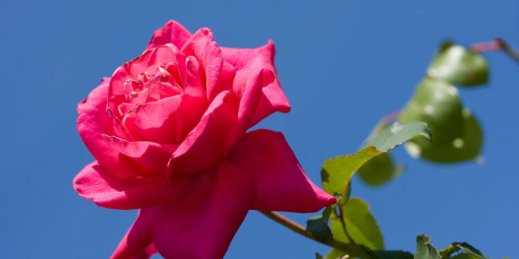 Como fazer mudas de roseiras e ter flores elegantes