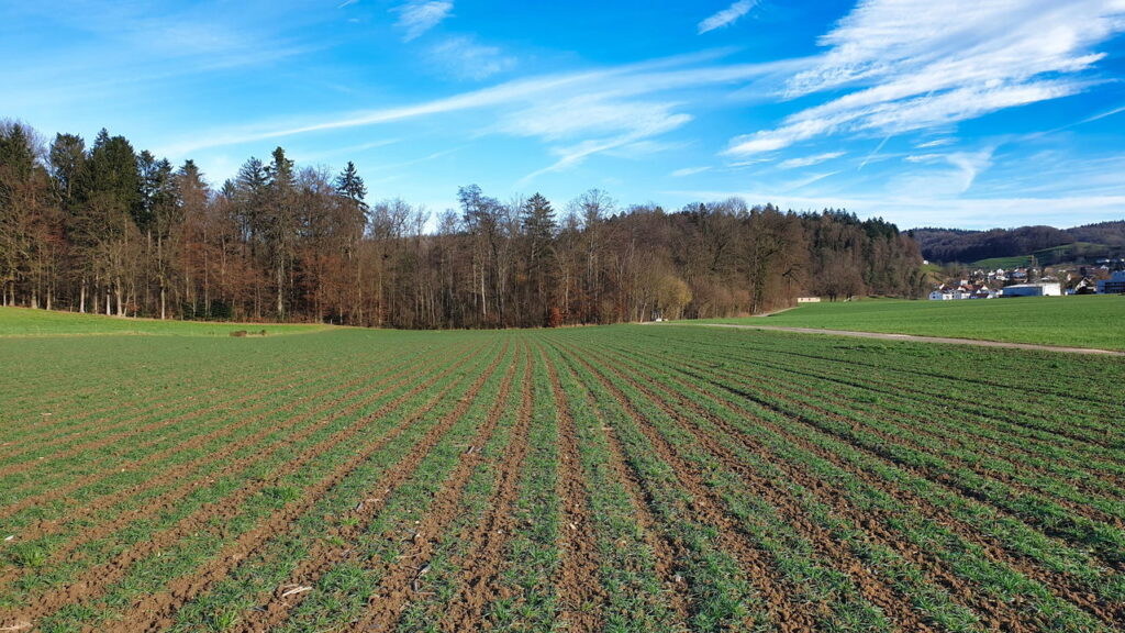 Como eliminar pulgões e mantê-los distantes do seu jardim