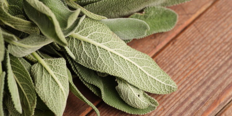 A sálvia tem propriedades curativas que melhoram a memória