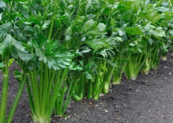 Planta popular na culinária e medicina de cultivo rápido é amada no Brasil!