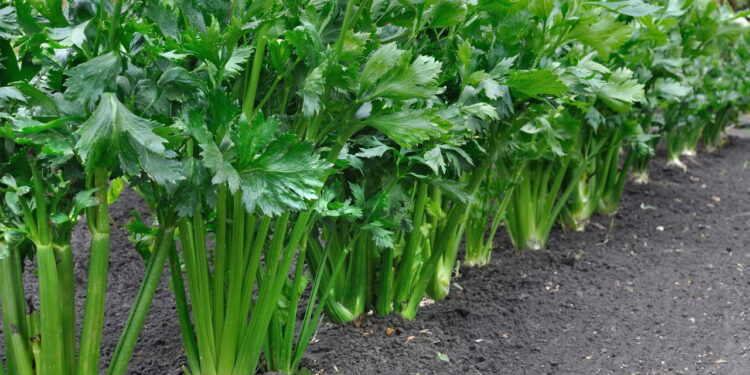 Planta popular na culinária e medicina de cultivo rápido é amada no Brasil!