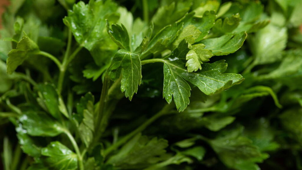 Essa erva possui benefícios medicinais que fortalecem o sistema imunológico