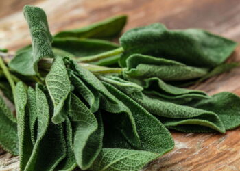 Essa planta além de ajudar muito sua saúde é fácil de cultivar e serve de alimento!