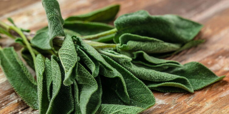 Essa planta além de ajudar muito sua saúde é fácil de cultivar e serve de alimento!