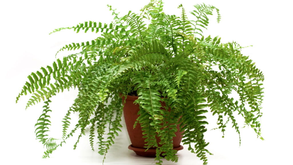 As 3 plantas perfeitas para ter no banheiro e evitar mofo