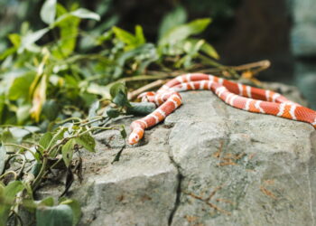 Saiba qual é o segredo dos jardineiros para espantar cobras do jardim