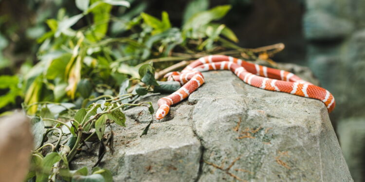 Saiba qual é o segredo dos jardineiros para espantar cobras do jardim