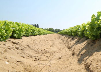 Árvores que se desenvolvem bem em solos arenosos e rendem bons resultados