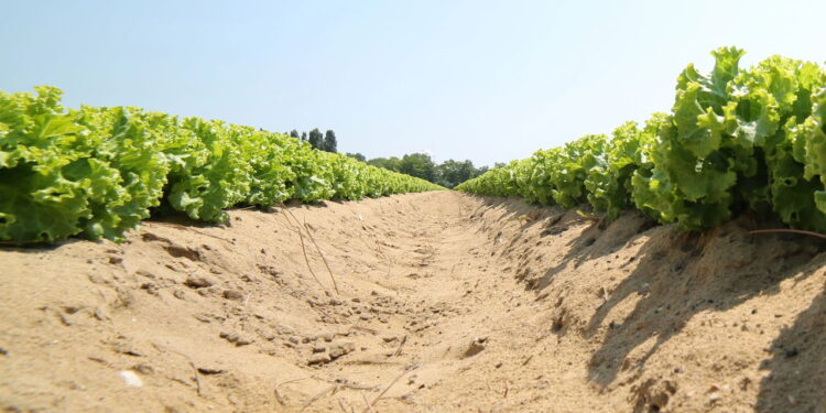 Árvores que se desenvolvem bem em solos arenosos e rendem bons resultados