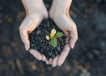 Café, ovo ou banana: qual casca é mais nutritiva para o solo?